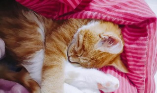 崽子是什么意思 崽子如何解释