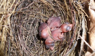 雏鸟是什么意思 雏鸟的意思