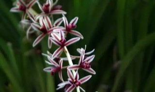 纹瓣兰怎么养 怎么养纹瓣兰