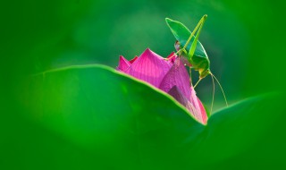 纺织娘的别名是什么 纺织娘的别名叫什么