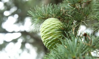 雪松的拼音 雪松的拼音怎么读