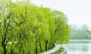 柳树的拼音 柳树的拼音是什么