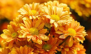 万寿菊的拼音 万寿菊的拼音是什么