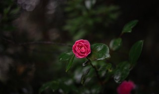 茶花禁忌家养 在家养茶花的禁忌是什么