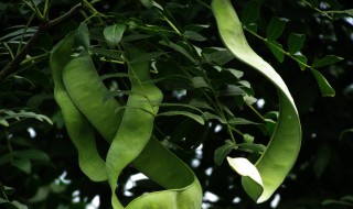 皂角的功效与作用禁忌 皂角的简介