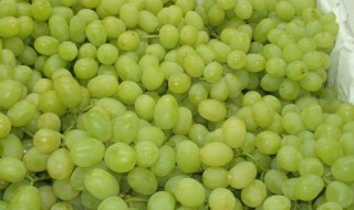 青提的功效与作用禁忌 青提的好处以及注意事项