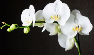 兰花如何养殖 兰花怎么养殖