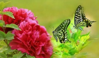 红尘蝶恋的歌词 红尘蝶恋歌词全文