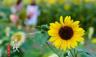 向日葵的寓意和花语 向日葵的寓意及花语