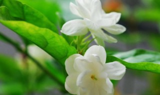 茉莉茶的功效与禁忌 茉莉茶的作用