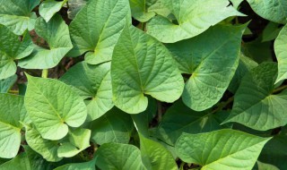 番薯叶的功效与禁忌 番薯叶有什么功效