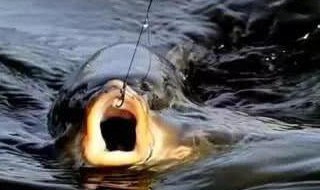 黑坑是什么意思啊 黑坑的意思是什么