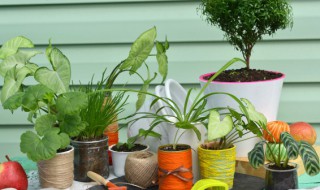 与植物有关的诗歌有哪些 与植物有关的诗歌