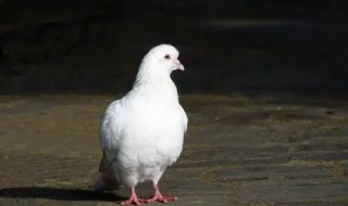 鸽子五行属什么 鸽子五行属哪一行