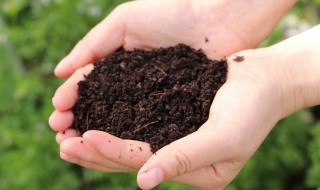 买的营养土还用掺土吗 营养土掺土有什么好处呢