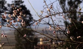 芬芳一生什么意思 芬芳一生介绍
