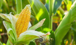 玉米须的功效与作用禁忌 玉米须禁忌人群