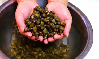 螺丝怎么快速吐沙放什么 怎么让螺丝吐泥沙