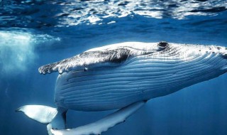 鲸鱼种类有哪些 鲸鱼种类介绍
