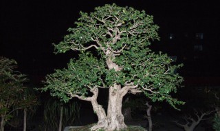 黑骨茶盆景修剪技巧图解 黑骨茶盆景怎么修剪