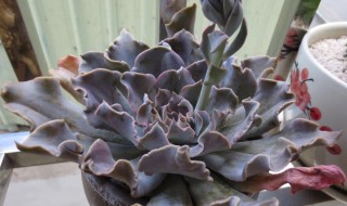 啤酒浇茶花的正确方法 正确方法学会了吗