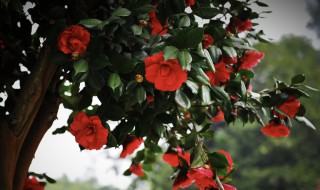 茶花光杆能发芽吗 茶花掉叶成“光杆”怎么办