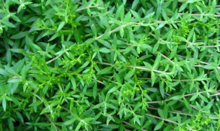 垂盆草的功效与作用及食用方法 了解垂盆草