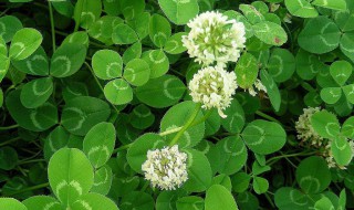 三叶草的药用价值 三叶草有什么好处