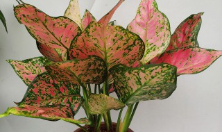 盆栽如意养殖方法 你现在知道了吧