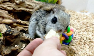 鼯鼠饲养方法 选择适宜的方式吧