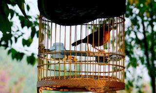 养鸟犯法吗 需要具体分析一下