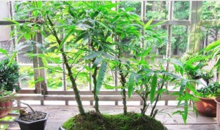 罗汉竹盆景怎么养护 正确养殖方法分享