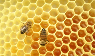 冬天蜂子怎么越冬 蜜蜂冬天是怎么过冬的