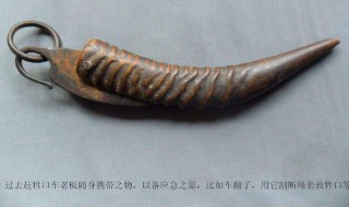 野生黄羊角怎么盘玩 注意了