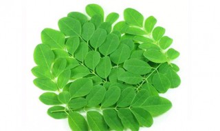 辣木叶片的功效与作用 辣木叶原产哪里