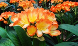 冬天能扦插君子兰吗 君子兰冬季扦插能活吗