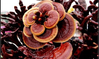 灵芝的作用及食用方法 灵芝的功效与食用方法