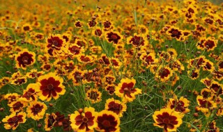 冰山雪菊的功效与作用 冰山雪菊三大功效