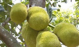 扦插菠萝蜜最快方法 菠萝蜜的扦插繁殖法