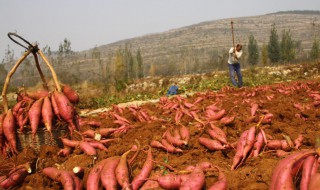 红薯怎么放不烂 红薯的储存方法有哪些