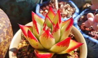 养护植物方法 喜欢植物的人看过来