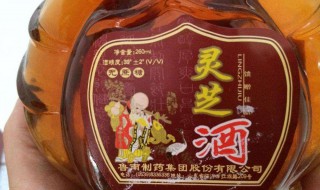 灵芝酒的用量 不可贪杯