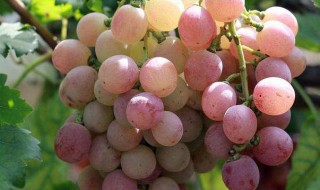 桃子树可以嫁接葡萄 不是一个科目