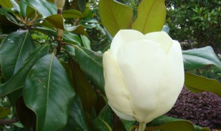白兰花秋冬养护方法 控制温度，减少浇水，让它安全过冬