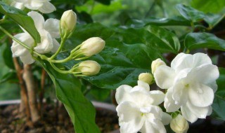 茉莉花怎样养 爱花人士快来看看