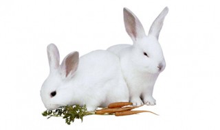 兔子肉的功效与禁忌 这要注意啦