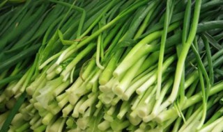 种韭菜方法 一个小妙招分享