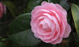 茶花几月份嫁接 大家可以了解一下