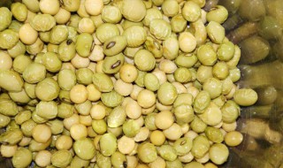 黄豆水适合浇什么花 花疯长的不停!