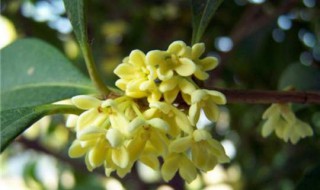 桂花如何剪枝 这样才能长得更漂亮